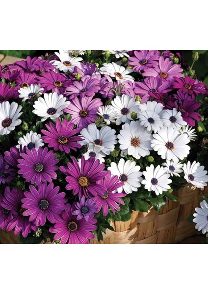 Bodrum Papatyası Tohumu (Kısa Boylu) Karışık Renkli - 5 Tohum