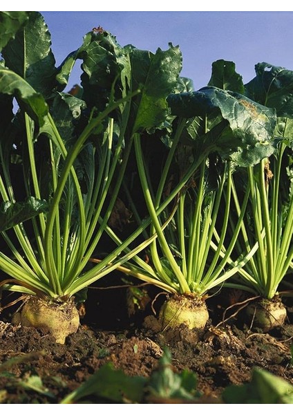 Tarım Ata Tohumu Yerli Şeker Pancarı 100 Adet Tohum