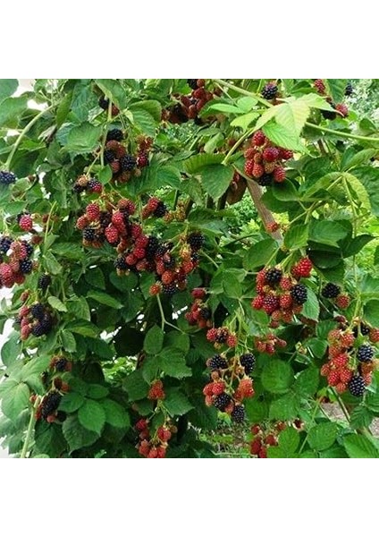 Tüplü Bol Verimli Dikensiz Chester Böğürtlen Fidanı fiyatları