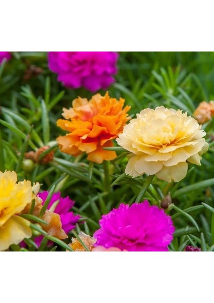 Ipek Çiçeği Tohumu (Katmerli Büyük Çiçekli) Karışık Renkli - 40 Tohum