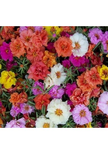 Ipek Çiçeği Tohumu (Katmerli Büyük Çiçekli) Karışık Renkli - 40 Tohum fırsatları