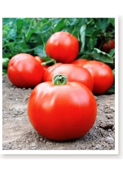 Tarım Ata Tohumu Yerli Iri Domates 1000 Adet Tohum
