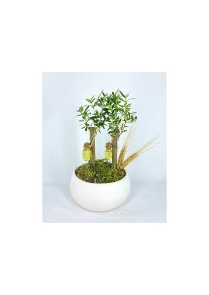 Ağacı Bonsai &amp; Beyaz Capo Beton Saksıda Hediyelik Canlı Çiçek BALFLOWERDESİGN-2592