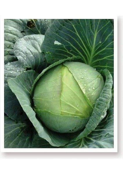 Tarım Ata Tohumu Yerli Yalova Lahanası 1000 Adet Tohum