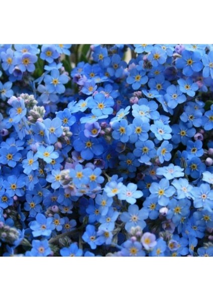 Dünyam Unutma Beni Çiçeği 20 Adet Tohum fiyatları