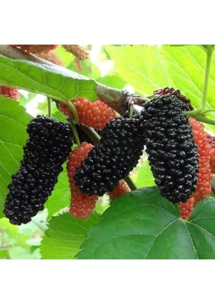 Tüplü Yediveren Siyah Avustralya Dut Fidanı fiyatları