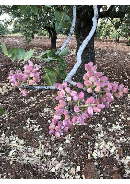 Fıstığı Ağacı Tohumu 250 Adet Tohum Yeni Sezon Ürünü