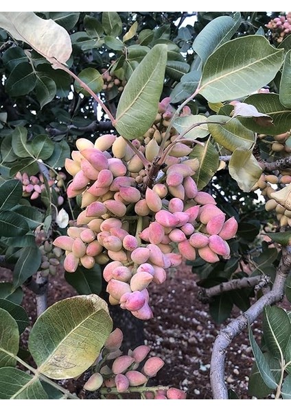 Fıstığı Ağacı Tohumu 250 Adet Tohum Yeni Sezon Ürünü fiyatları