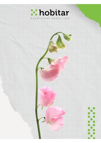 Hobitar Nazende Çiçeği Tohumu - 12 Adet