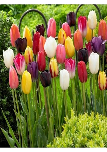 5 Adet Hollanda Lale Soğanı Karışık Renk