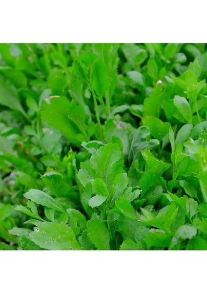 Botanik 4.000 Adet Yerli Ata Tere Tohumu fiyatları