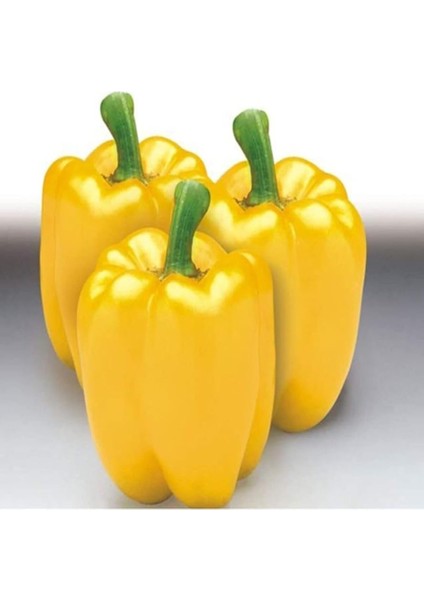 Adet Sarı Dolmalık Biber Tohumu