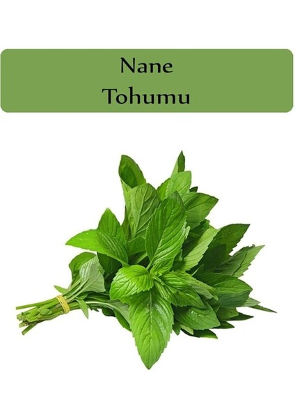 Organik Nane Tohumu 1 Paket (0,02GR)