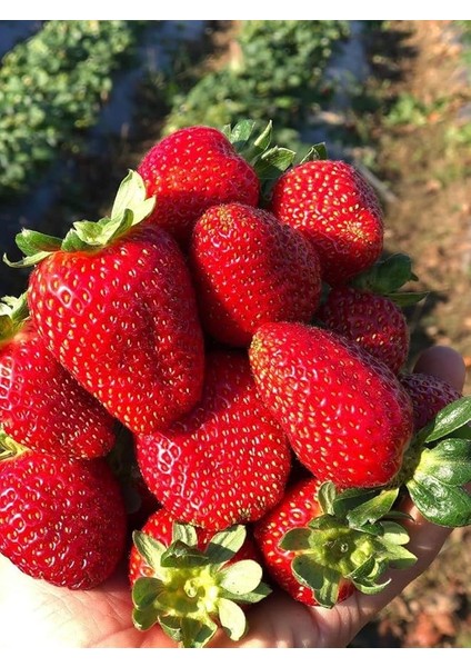 Garden Doğal Yediveren Anadolu Çileği Tohumu 100 Ad. Tohum