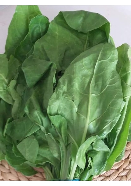 Garden Yerli Sarmalık Yaprak Pancar Pazı Tohumu 100 Ad. Tohum