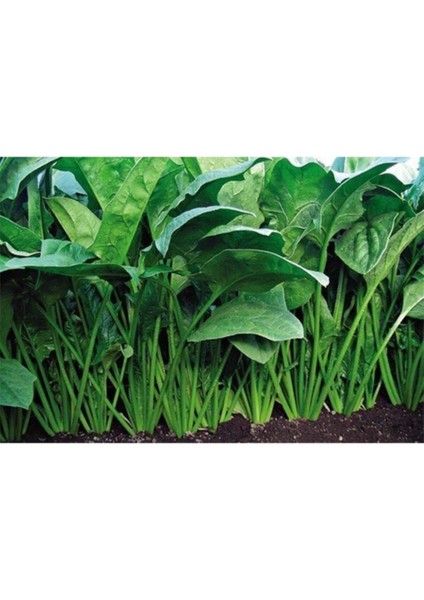 Ispanak Tohumu (300 Tohum)