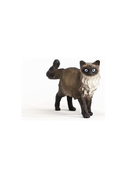 Ragdoll Kedi fiyatları