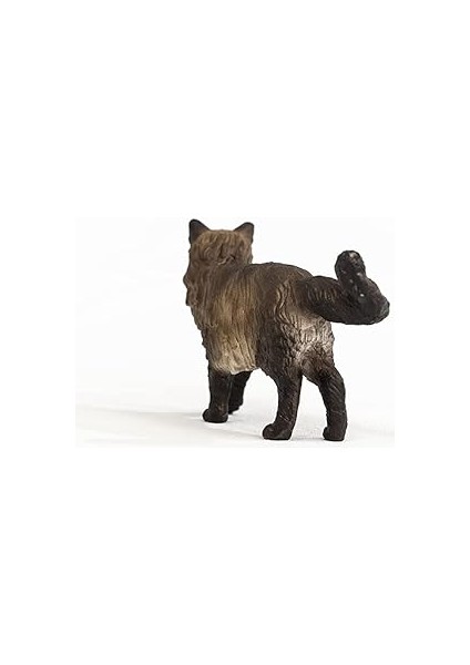 Ragdoll Kedi fırsatları