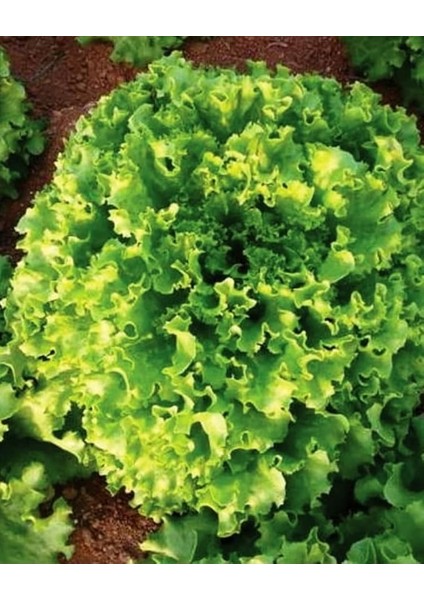 Tarım Ata Tohumu Yerli Kıvırcık Marul Füsun 1000 Adet Tohum