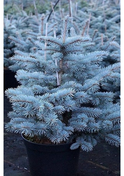 Look Mavi Ladin Ağacı Tohumu / 5 Adet Tohum TH-2022DSHNGLKTHM230 fırsatları