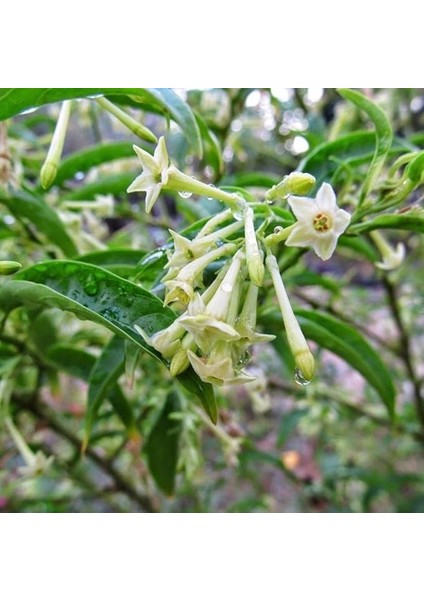 Doğal Melissa Oğul Otu Tohumu (100 Tohum)