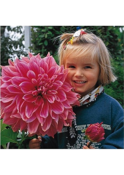 Dünyam Karışık Nadir Ithal Dev Dahlia Çiçeği Tohumu 5 Adet Tohum fiyatları