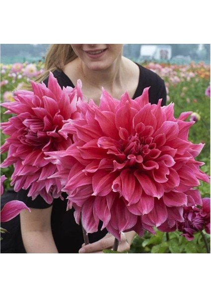 Dünyam Karışık Nadir Ithal Dev Dahlia Çiçeği Tohumu 5 Adet Tohum modelleri