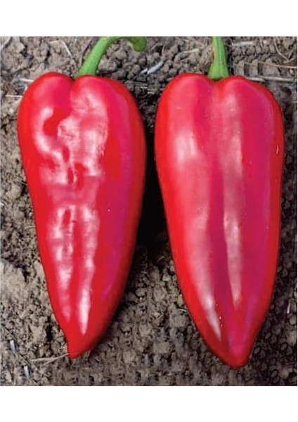 Tarım Ata Tohumu Yöresel Yağlık Biber 100 Adet Tohum