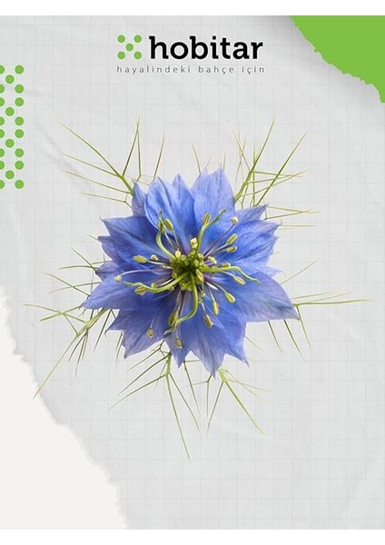 Hobitar Yenilebilir Gurme Çiçekler Çiçek Tohumu Paketi - Latin Çiçeği Papatya Çörekotu Adaçayı fiyatları