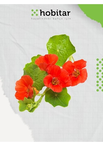 Hobitar Yenilebilir Gurme Çiçekler Çiçek Tohumu Paketi - Latin Çiçeği Papatya Çörekotu Adaçayı modelleri