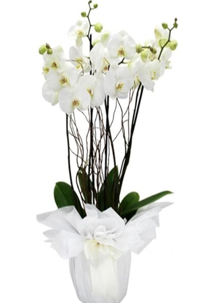 Look Beyaz Orkide Tohumları +10 Tohum TH-TMCKYDC2533S