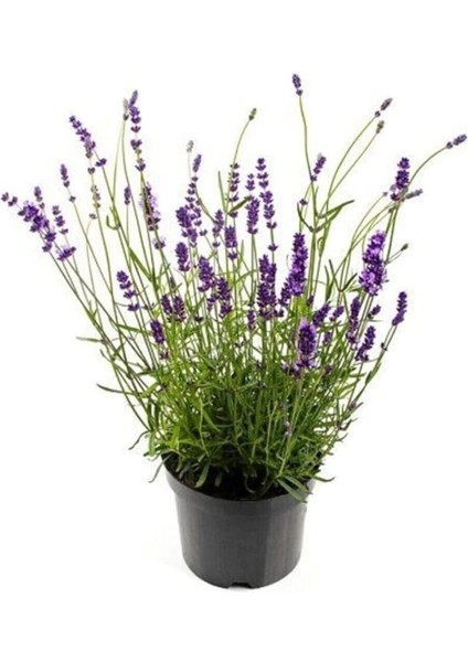 Ithal Mis Kokulu Ingiliz Lavanta Çiçeği Tohumu 40 Adet Lavanta Tohumu