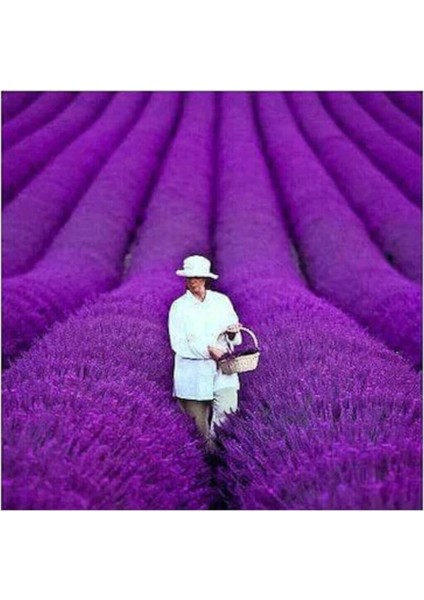 Ithal Mis Kokulu Ingiliz Lavanta Çiçeği Tohumu 40 Adet Lavanta Tohumu fiyatları