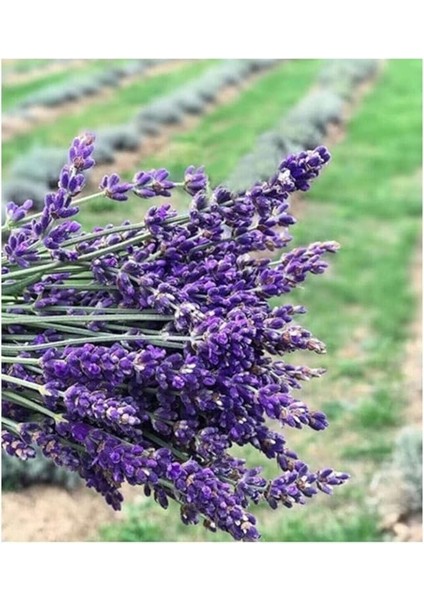 Ithal Mis Kokulu Ingiliz Lavanta Çiçeği Tohumu 40 Adet Lavanta Tohumu modelleri