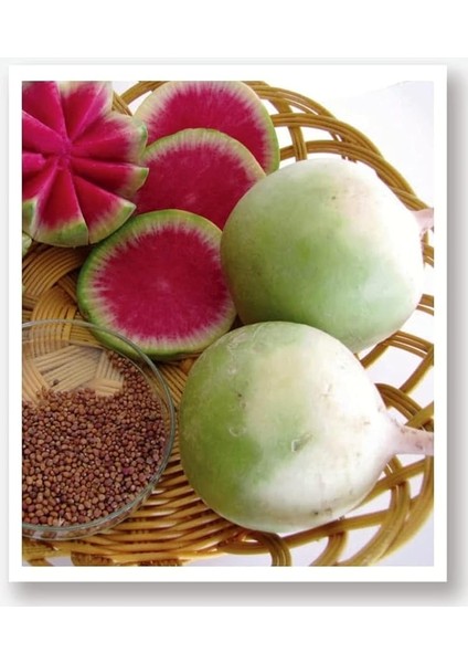 Tarım Yerli Doğal Beyaz-Kırmızı Turp Çelebi 500 Adet Tohum