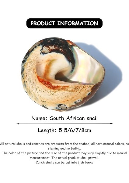 Deniz Kabuğu, Plaj Deniz Kabukları, Doğal Güney Afrika Semenderi Deniz Kabuğu Akvaryum Balık Tankı Süsleme El Sanatları Koleksiyoncusu Düğün Plaj Temalı Parti Dekoru Için(5.5cm) fiyatları