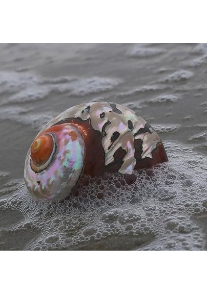 Deniz Kabuğu, Plaj Deniz Kabukları, Doğal Güney Afrika Semenderi Deniz Kabuğu Akvaryum Balık Tankı Süsleme El Sanatları Koleksiyoncusu Düğün Plaj Temalı Parti Dekoru Için(5.5cm) indirimleri