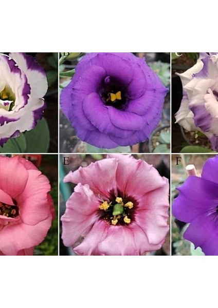 Lisianthus Çiçeği Tohumu (Katmerli, Bodur) Pembe Renkli - 5 Tohum fırsatları