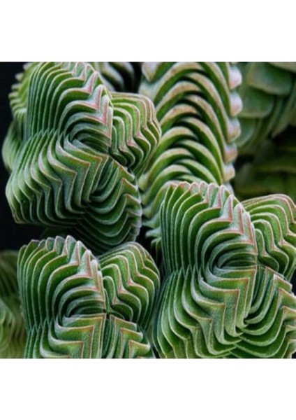 Look Crassula Columnaris Sukulent Tohumu TH-9154684654850