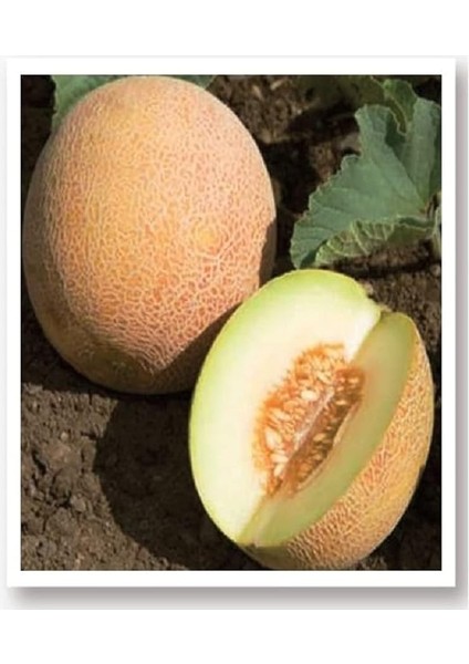 Tarım Ata Tohumu Yerli Kavun Tohumu Ananas 100 Adet Tohum