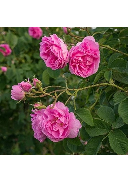 Paket Tüplü Yediveren Yoğun Kokulu Sultan Reçellik Isparta Gül Fidanı