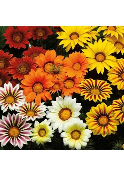Dünyam 10 Adet Gazania Mix Flower Tohumu fiyatları