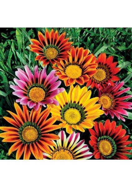 Dünyam 10 Adet Gazania Mix Flower Tohumu indirimleri