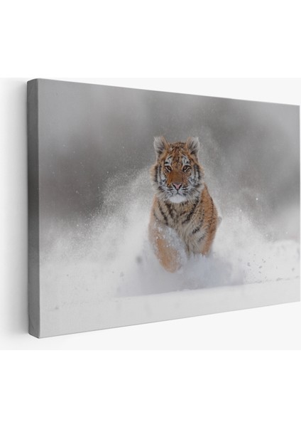-Premier Kanvas Serileri- Karda Koşan Yavru Kaplan Dekoratif Kanvas Tablo 1135