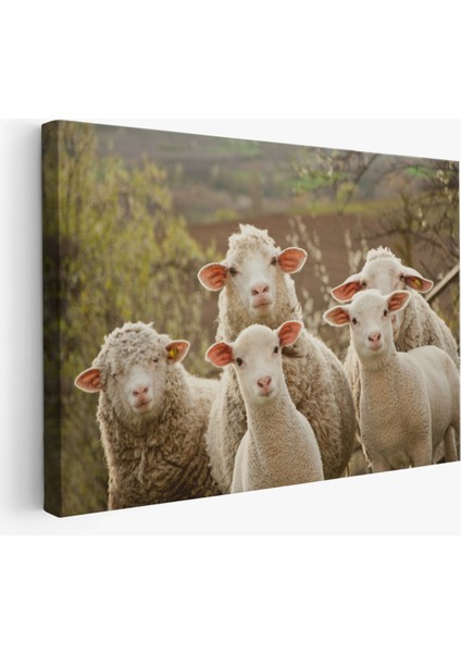 -Premier Kanvas Serileri- Koyun Kuzu Dekoratif Kanvas Tablo 1119