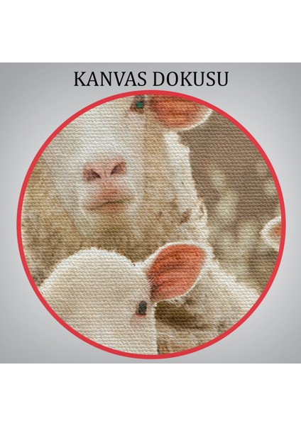-Premier Kanvas Serileri- Koyun Kuzu Dekoratif Kanvas Tablo 1119