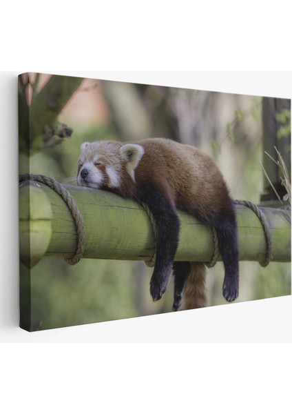 -Premier Kanvas Serileri- Kırmızı Panda Dekoratif Kanvas Tablo 1140