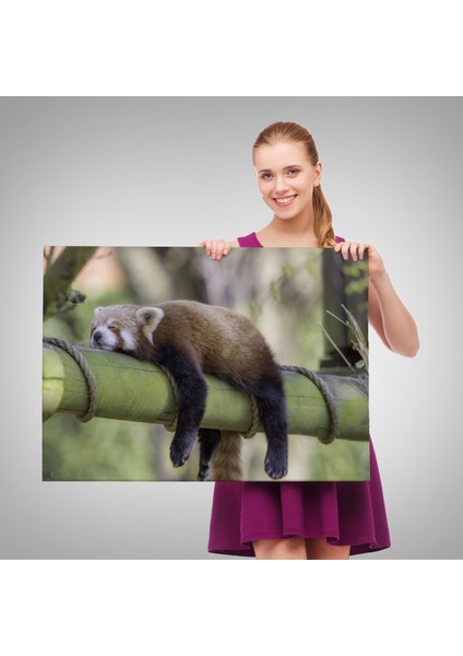 -Premier Kanvas Serileri- Kırmızı Panda Dekoratif Kanvas Tablo 1140 fırsatları