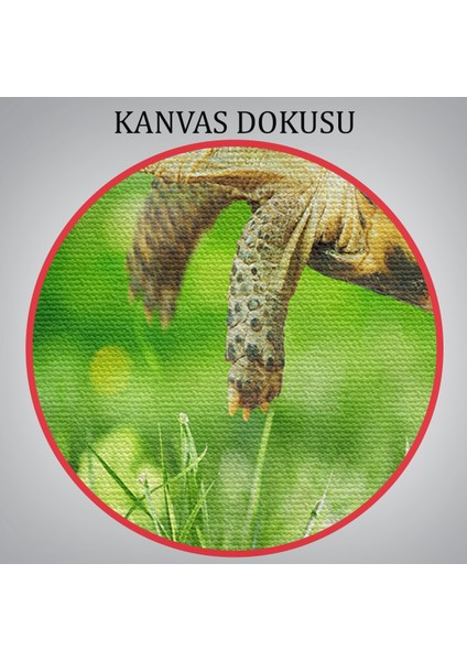 -Premier Kanvas Serileri- Uçan Kaplunbağa Dekoratif Kanvas Tablo 1122