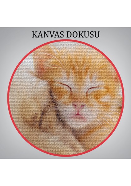-Premier Kanvas Serileri- Golden Köpek Ile Uyuyan Yavru Kedi Dekoratif Kanvas Tablo 1176